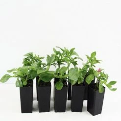 Succulents Aptenia Cordifolia Full Sun