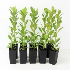 Shrubs Azalea Indica Red Wings