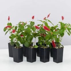 Shrubs Ground Covers Acalypha Reptans Stephie