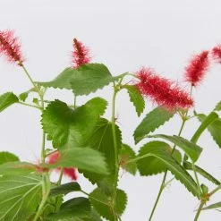 Shrubs Ground Covers Acalypha Reptans Stephie