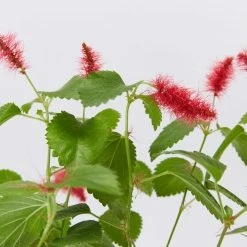 Shrubs Acalypha Reptans Stephie - 85mm