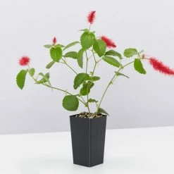 Shrubs Ground Covers Acalypha Reptans Stephie