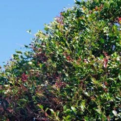 Hedge Acmena Smithii