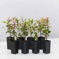 Shrubs Acmena Smithii Minor 'Allyn Magic' Dwarf Hedging Pack