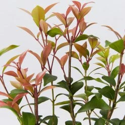 Shrubs Acmena Smithii Minor 'Allyn Magic' Dwarf Hedging Pack