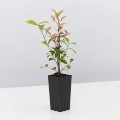 Shrubs Acmena Smithii Minor 'Allyn Magic' Dwarf Hedging Pack