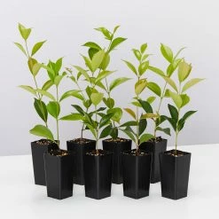 Hedge Acmena Smithii 'Firescreen' Lilly Pilly Screening Pack