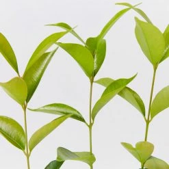 Hedge Acmena Smithii 'Firescreen' Lilly Pilly Screening Pack