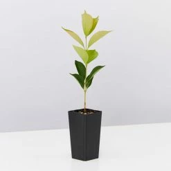 Hedge Acmena Smithii 'Firescreen' Lilly Pilly Screening Pack