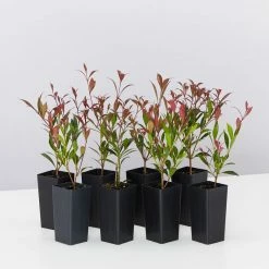 Acmena Smithii 'Forest Flame' Medium Hedge Pack Hedging Plants