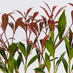 Acmena Smithii 'Forest Flame' Medium Hedge Pack Hedging Plants