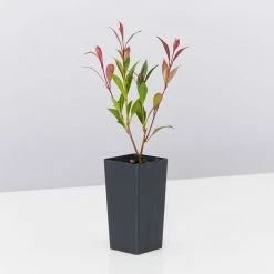 Acmena Smithii 'Forest Flame' Medium Hedge Pack Hedging Plants