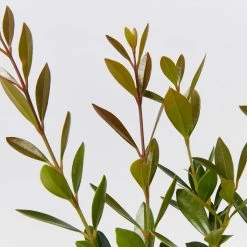 Shrubs Acmena Smithii Minipilly Compact Hedging Pack Hedging Plants