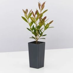 Shrubs Acmena Smithii Minipilly Compact Hedging Pack Hedging Plants