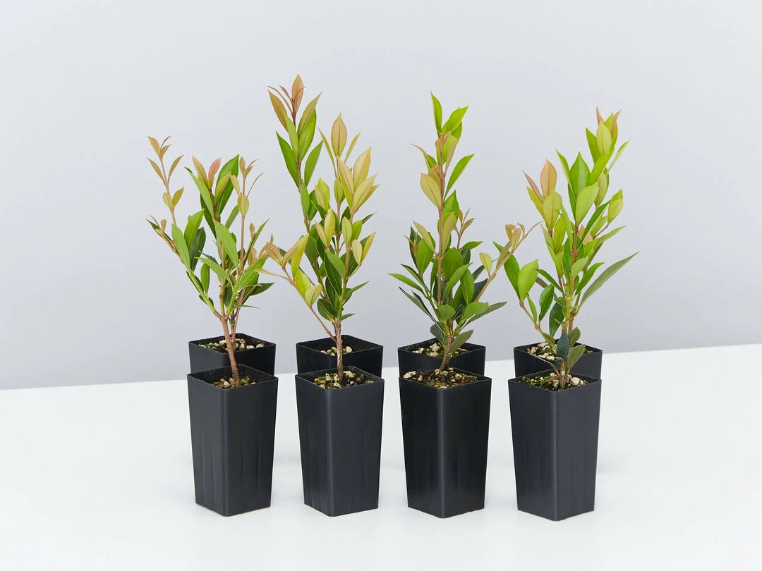 Hedge Hedging Plants Acmena Smithii Minor Hedging Pack 3 Hedge Hedging Plants Acmena Smithii Minor Hedging Pack