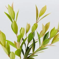 Hedge Hedging Plants Acmena Smithii Minor Hedging Pack 9 Hedge Hedging Plants Acmena Smithii Minor Hedging Pack