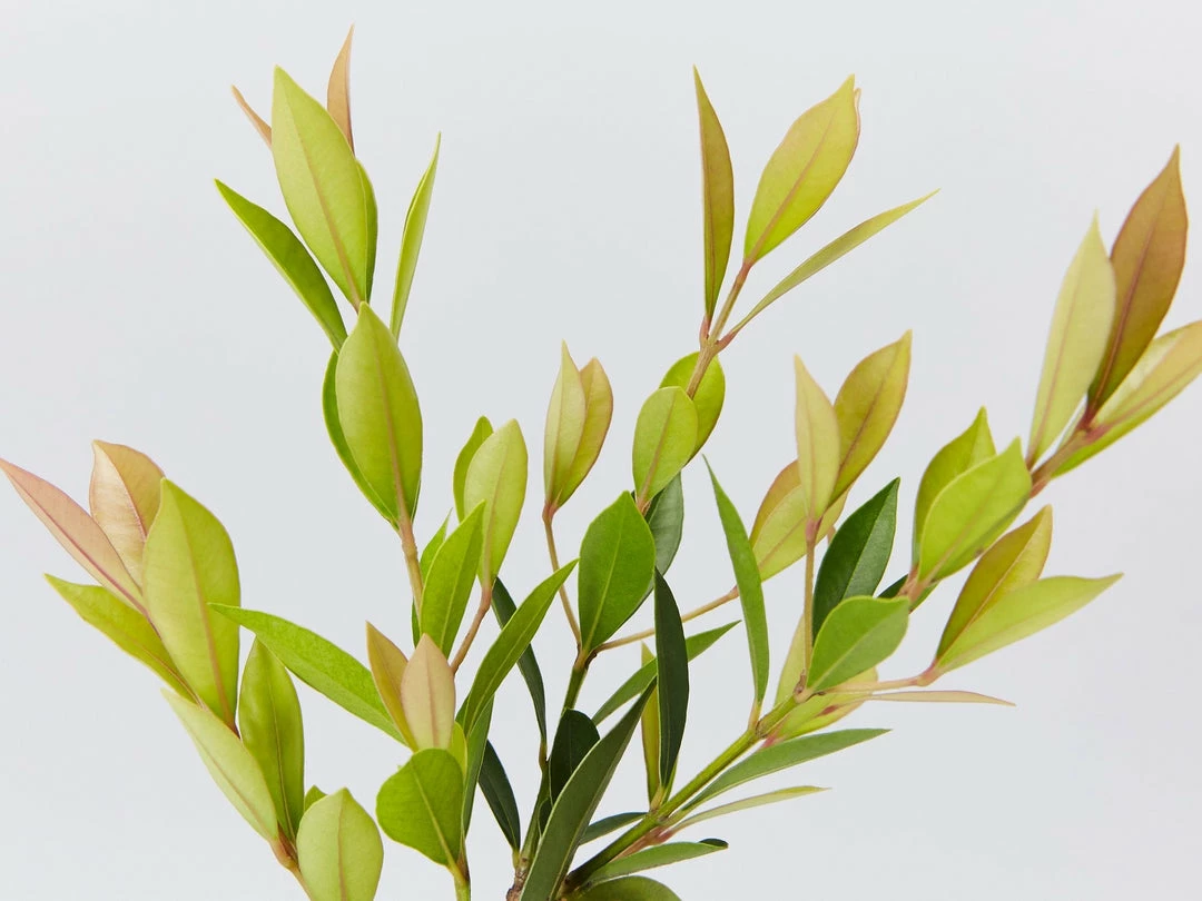 Hedge Hedging Plants Acmena Smithii Minor Hedging Pack 5 Hedge Hedging Plants Acmena Smithii Minor Hedging Pack