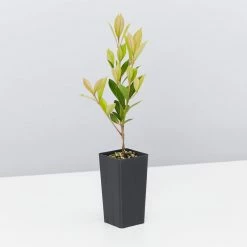 Hedge Hedging Plants Acmena Smithii Minor Hedging Pack 10 Hedge Hedging Plants Acmena Smithii Minor Hedging Pack