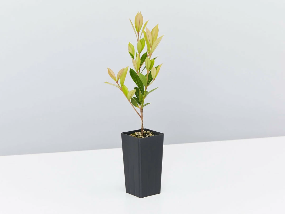 Hedge Hedging Plants Acmena Smithii Minor Hedging Pack 6 Hedge Hedging Plants Acmena Smithii Minor Hedging Pack