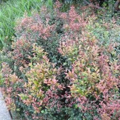 Shrubs Acmena Smithii Minor 'Allyn Magic' Dwarf Hedging Pack