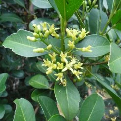 Shrubs Acronychia Imperforata