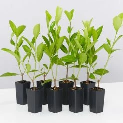 Shrubs Acronychia Imperforata Vista S