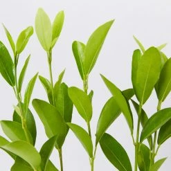 Shrubs Acronychia Imperforata