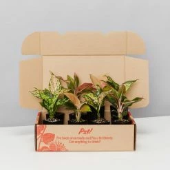 Indoor Garden Aglaonema Mixed Box - The Chinese Evergreen Box