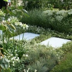 Shrubs Agapanthus Orientalis White Border Plants
