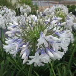 Ozbreed Border Plants Agapanthus Orientalis Queen Mum™ ‘PMN06’ Pbr