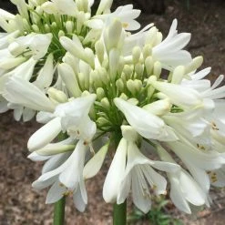 Shrubs Agapanthus Blitzza™️ Plant Pack Border Plants
