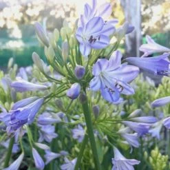 Shrubs Agapanthus Orientalis Bella - Taller Size 85mm