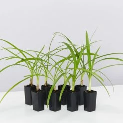 Shrubs Agapanthus Orientalis Black Magic Border Plants