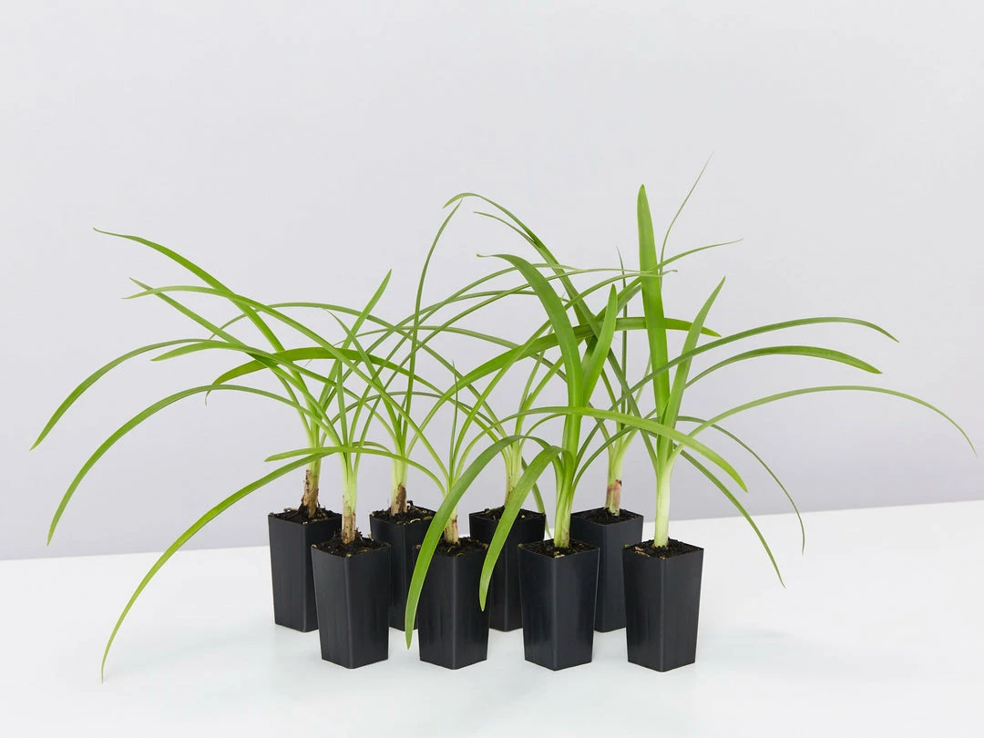 Shrubs Agapanthus Orientalis Black Magic Border Plants 3 Shrubs Agapanthus Orientalis Black Magic Border Plants