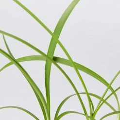 Shrubs Agapanthus Orientalis Black Magic Border Plants 9 Shrubs Agapanthus Orientalis Black Magic Border Plants