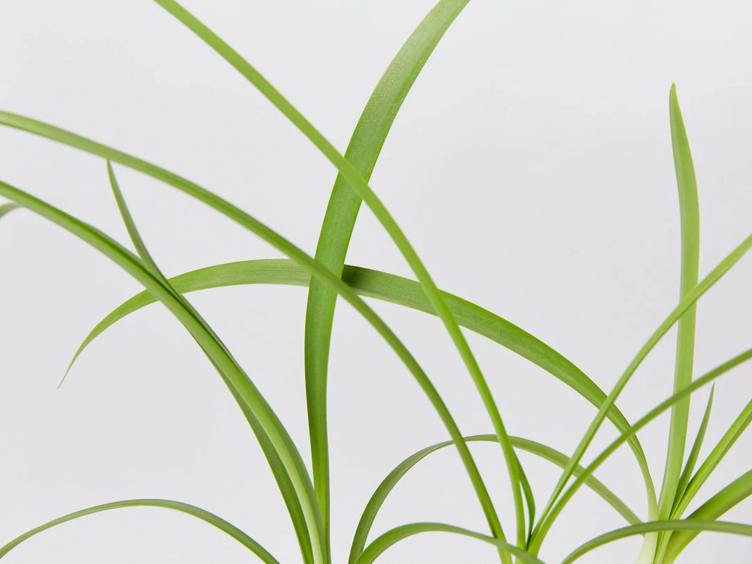 Shrubs Agapanthus Orientalis Black Magic Border Plants 5 Shrubs Agapanthus Orientalis Black Magic Border Plants