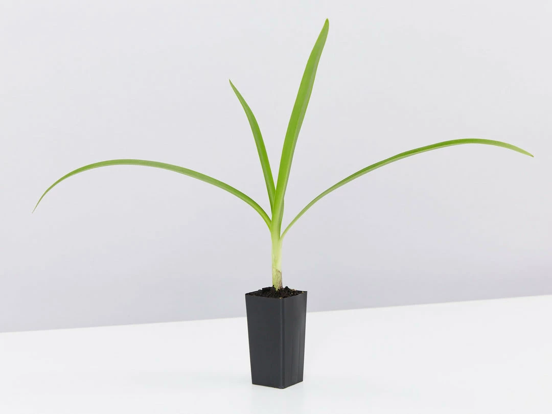 Shrubs Agapanthus Orientalis Black Magic Border Plants 6 Shrubs Agapanthus Orientalis Black Magic Border Plants