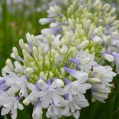 Shrubs Agapanthus Orientalis Maxsie