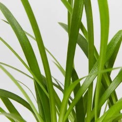 Shrubs Agapanthus Blitzza™️ Plant Pack Border Plants