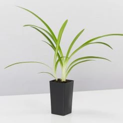 Shrubs Climbing Plants She's All That - The Flowering Pack