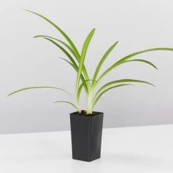 Shrubs Agapanthus Blitzza™️ Plant Pack Border Plants