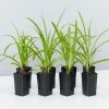 Shrubs Agapanthus Orientalis Bella Border Plant Pack Border Plants