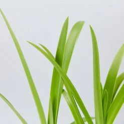 Shrubs Agapanthus Orientalis Bella - Taller Size 85mm