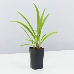 Shrubs Agapanthus Africanus Purple Cloud