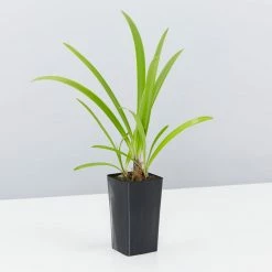 Shrubs Agapanthus Orientalis Bella Border Plant Pack Border Plants