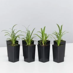 Shrubs Agapanthus Queen Anne