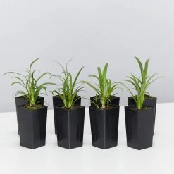 Plants In A Box Agapanthus Double Blue Boy Hedging Plants