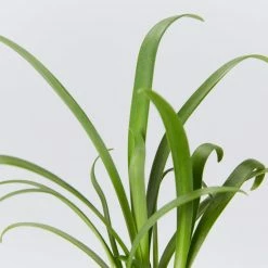 Shrubs Agapanthus Queen Anne