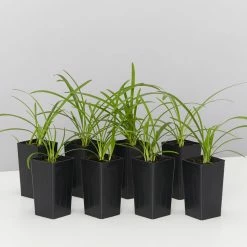 Plants In A Box Agapanthus Orientalis Silver Baby