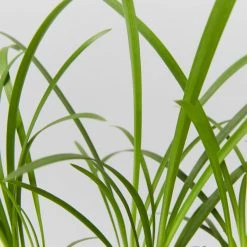 Plants In A Box Agapanthus Orientalis Silver Baby